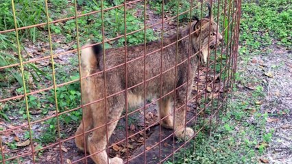 The Big Cats Drop The Beat!