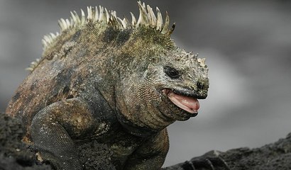 Galápagos HD - un Archipel né du Feu (2006)