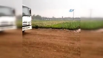 Ödemiş'de Tarlaları Dolu Vurdu