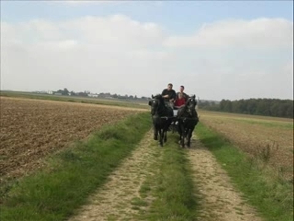 Attelage en paire 13.10.2007