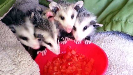 Baby Possums Eat Watermelon