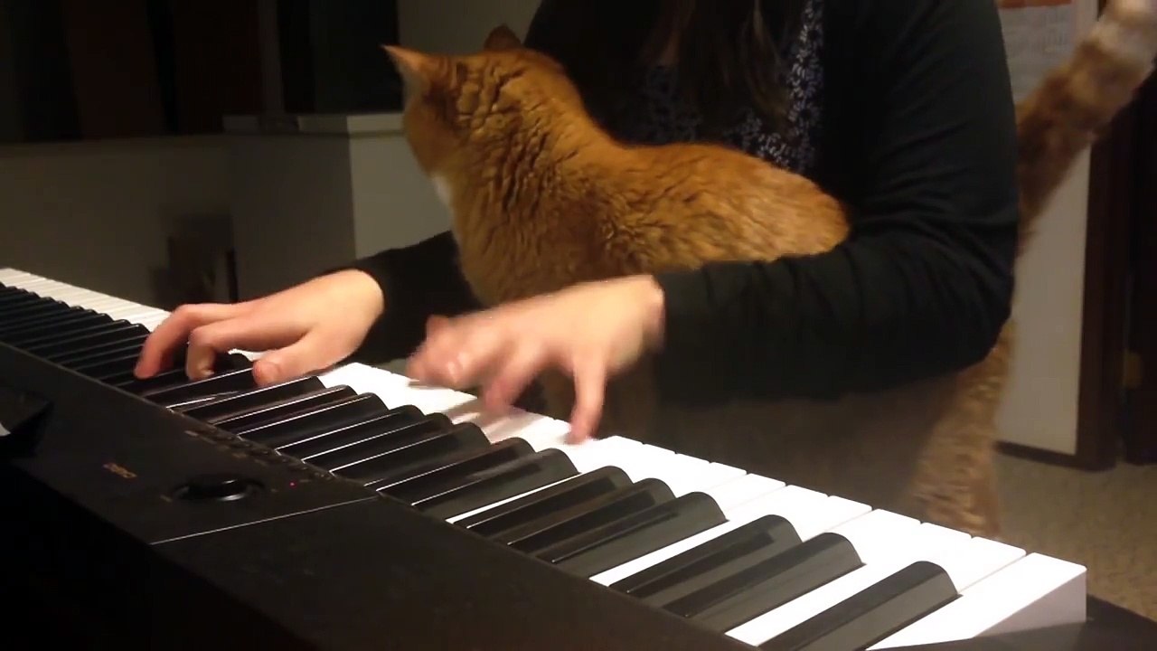 Cat Hates Piano Playing