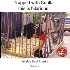 Trapped with gorilla prank