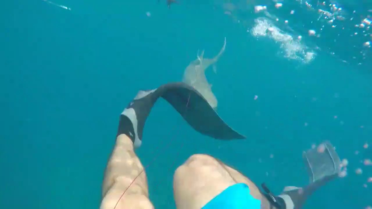 Un requin vient mordre la jambe de ce plongeur en Floride