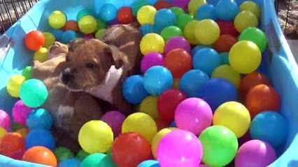 104ème Vidéo Maman et ses P'tits Oeufs de STAFFORDLAND