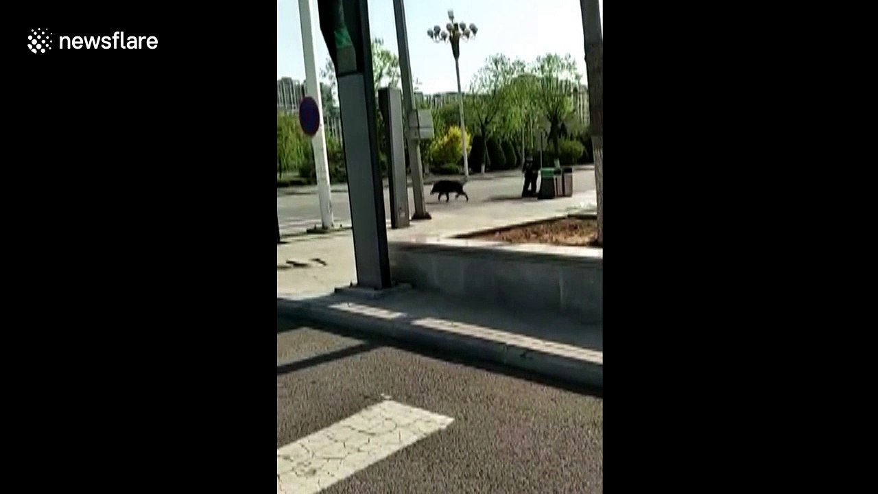 Police shoot wild boar dead after it attacked p...