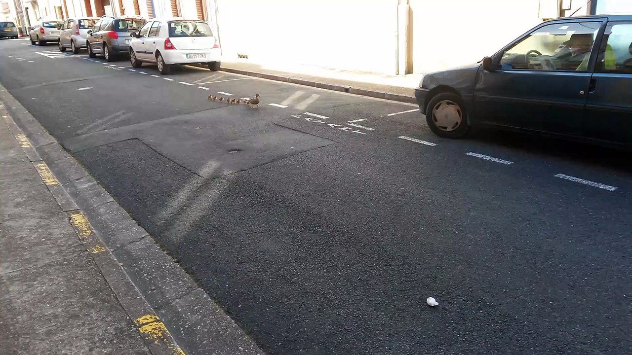 1 cane et ses 8 canetons sauvés des voitures à Albi