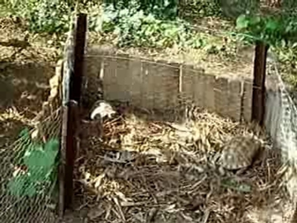 couple de tortue grecque