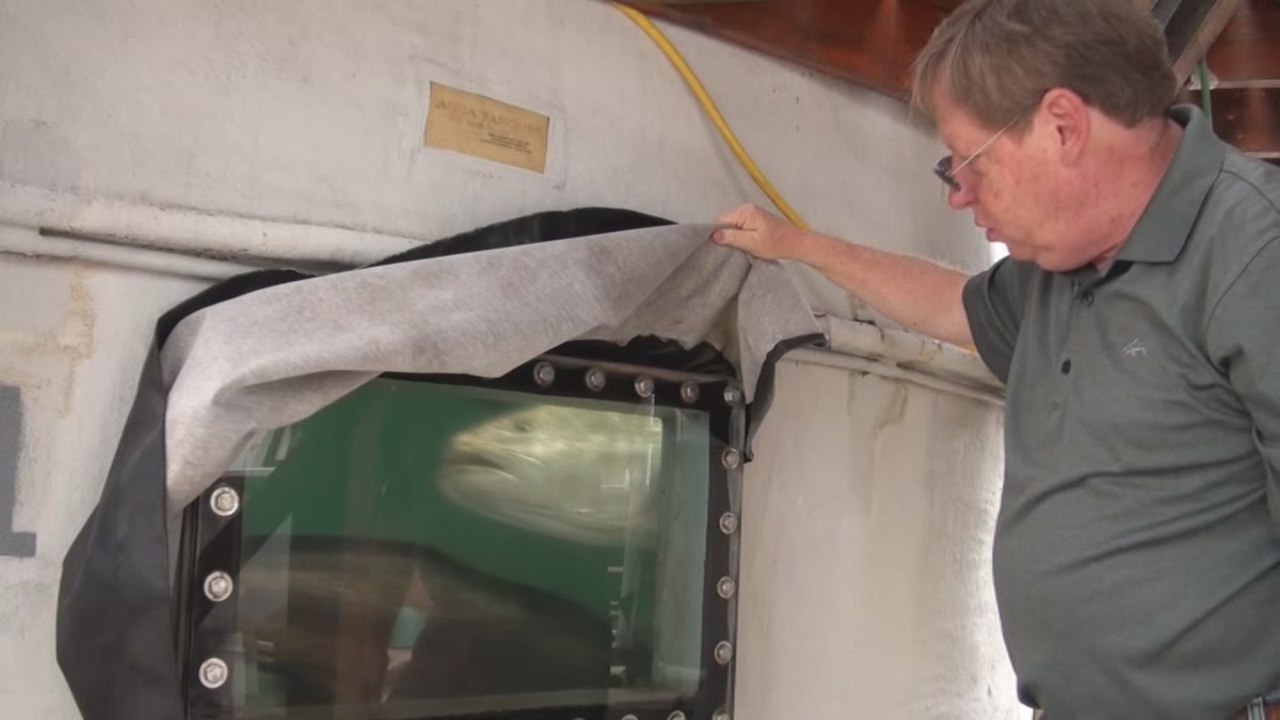 El pez totoaba, buscando el sendero desde la pesca ilegal a la sustentabilidad