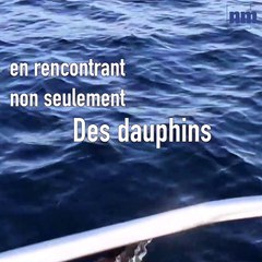 Des dauphins sur les côtes de la Méditerranée