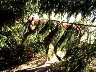 La cabane des loulous!