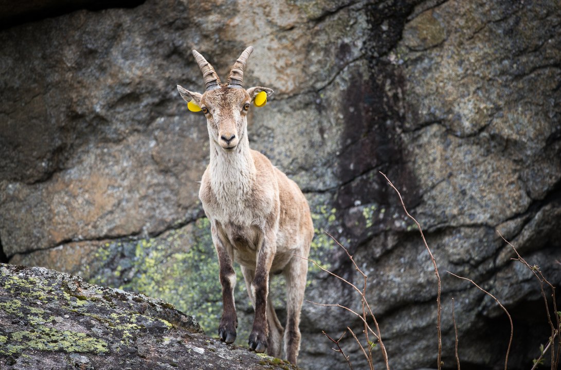Bouquetin ibérique dans les Pyrénées ariégeoises