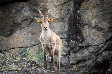 Bouquetin ibérique dans les Pyrénées ariégeoises