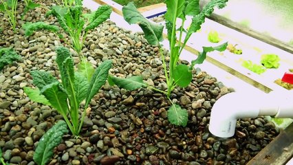 Small Scale Aquaponics