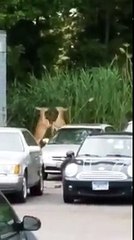 Combat entre 2 cerfs le long d'une autoroute... FIGHT !