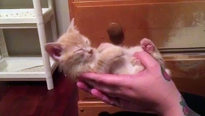 Ce chaton ne retient pas sa tête en s'endormant ! TROP MIGNON