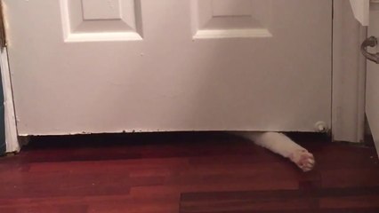 Ce chat veut prendre sa douche avec sa maitresse... coquin !