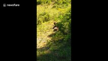 These baby foxes playing is truly adorable