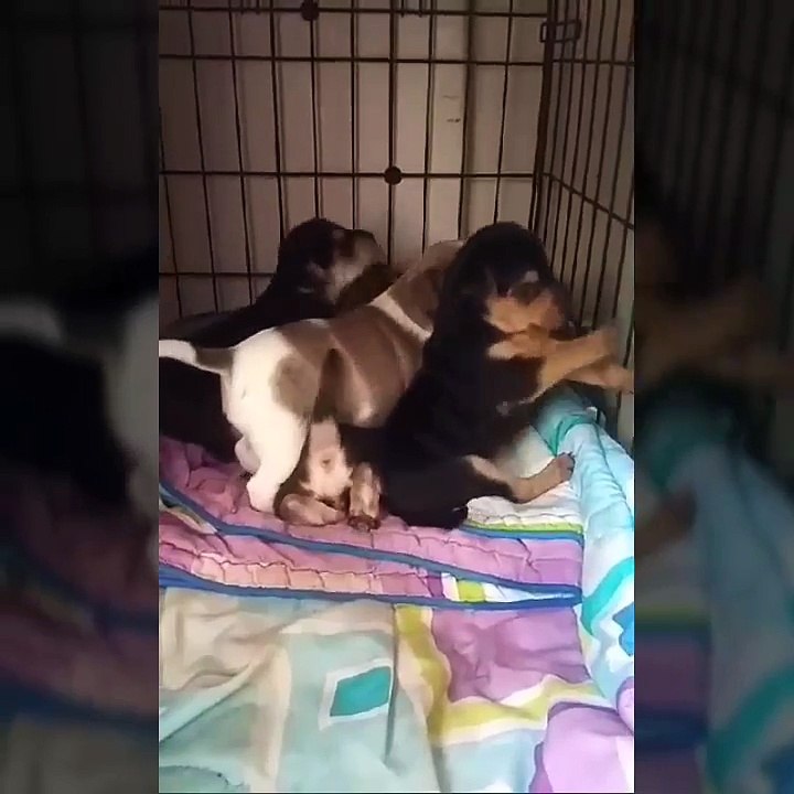 Bellas Puppies