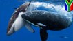 Great white shark is on the menu for hungry killer whales