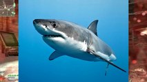 10 Facts About Sharks
