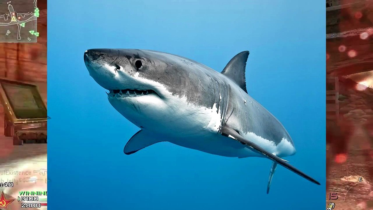 10 Facts About Sharks