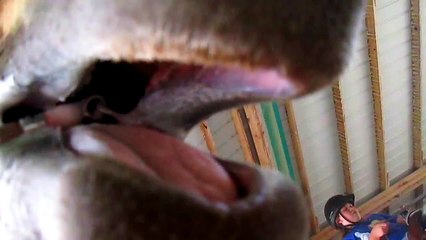 The Cutest Horse Video EVER