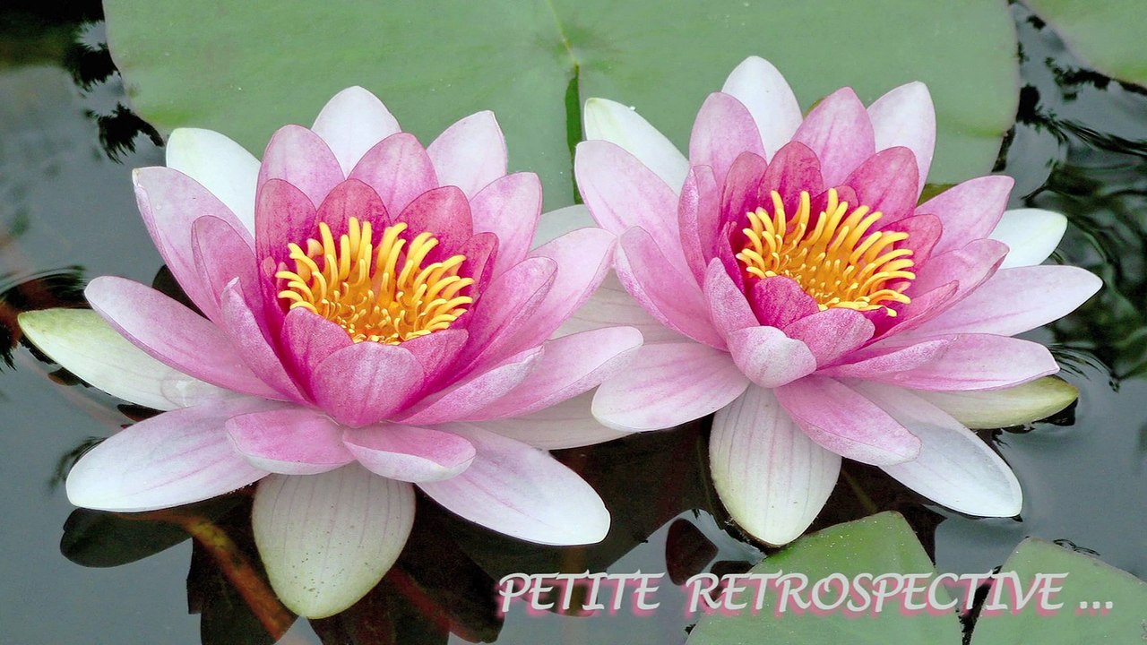 Diaporama sur Jade et Lucas pour leur mariage