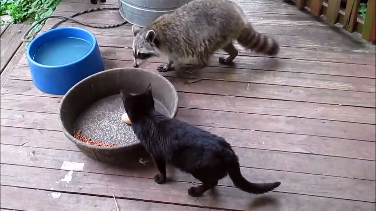 Ce raton laveur sans gêne vole la nourriture d'un chat