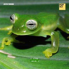 This New Frog Species Has A Transparent Underbelly