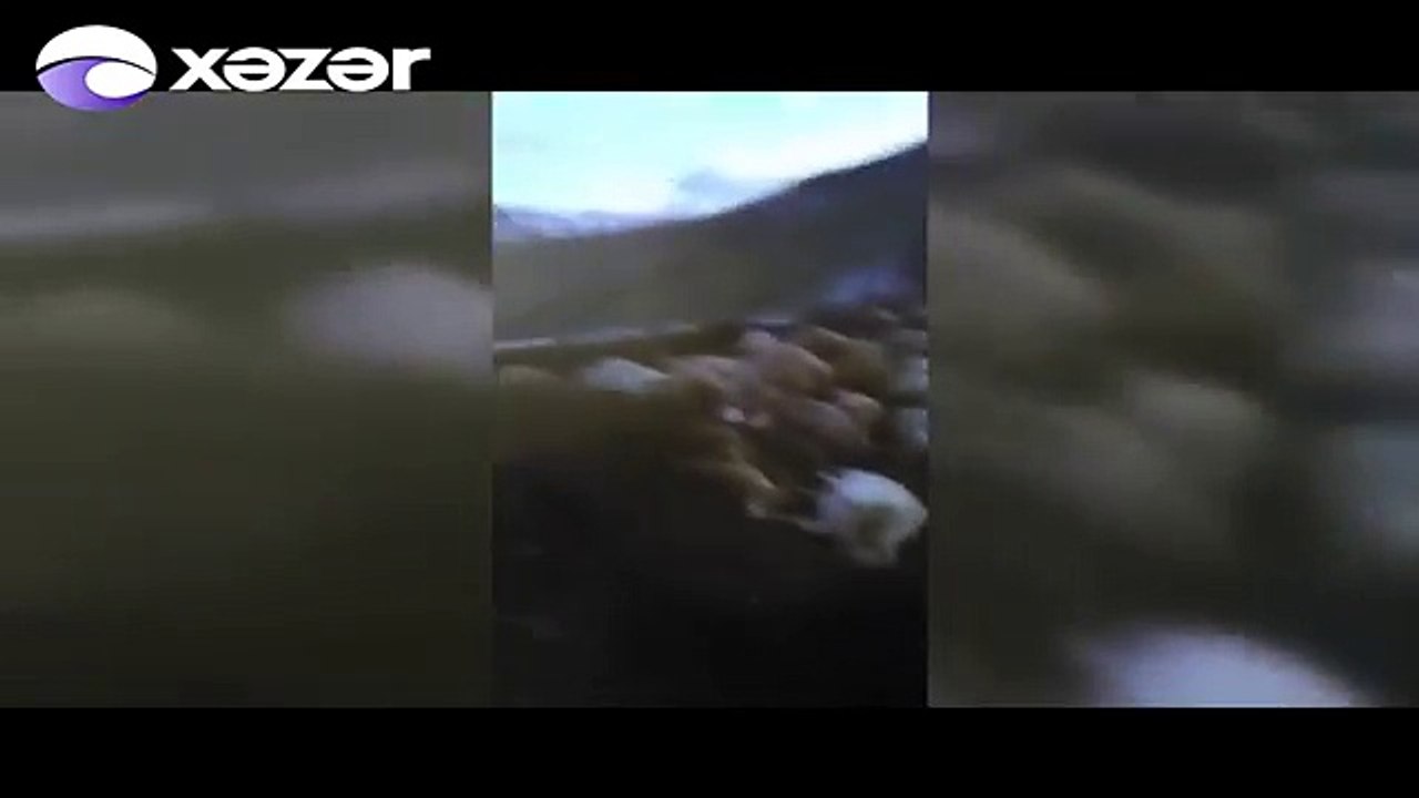 Молния убила 250 баранов