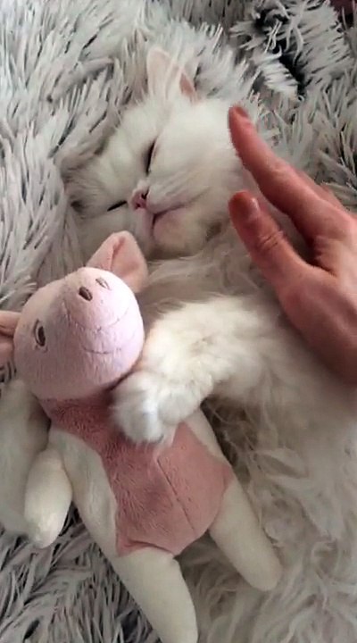 Cat and his best buddy Mr. Pig
