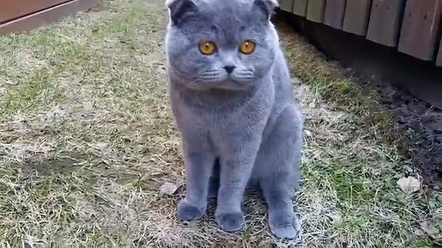 La padrona gli parla e il gatto risponde. Vuole avere l'ultima parola costi quel che costi!