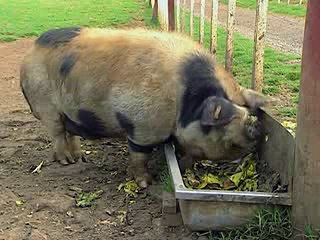 Animal Planet The top ten most sensible animals