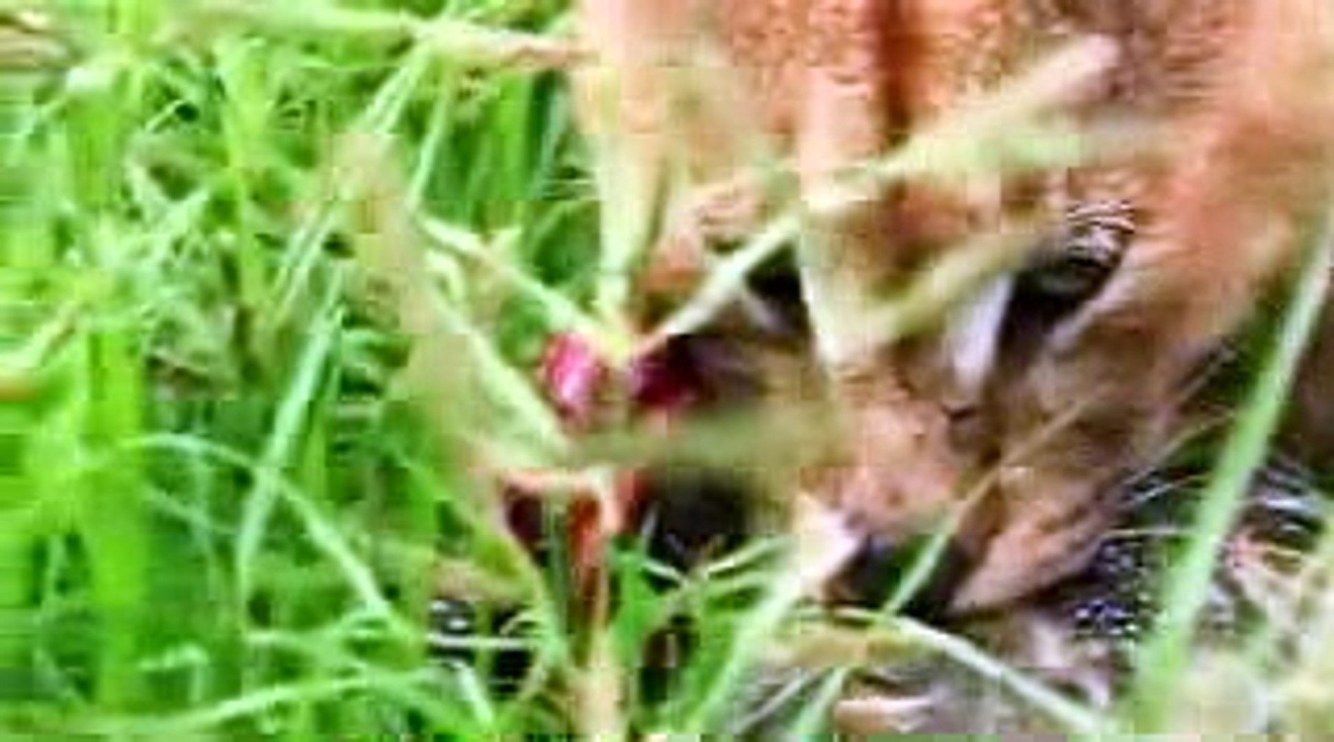 ⁣Animal Planet Wildlife in Zululand South Africa