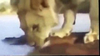 Animal Planet Wildlife The beasts of the forest