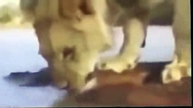 Animal Planet Wildlife The beasts of the forest