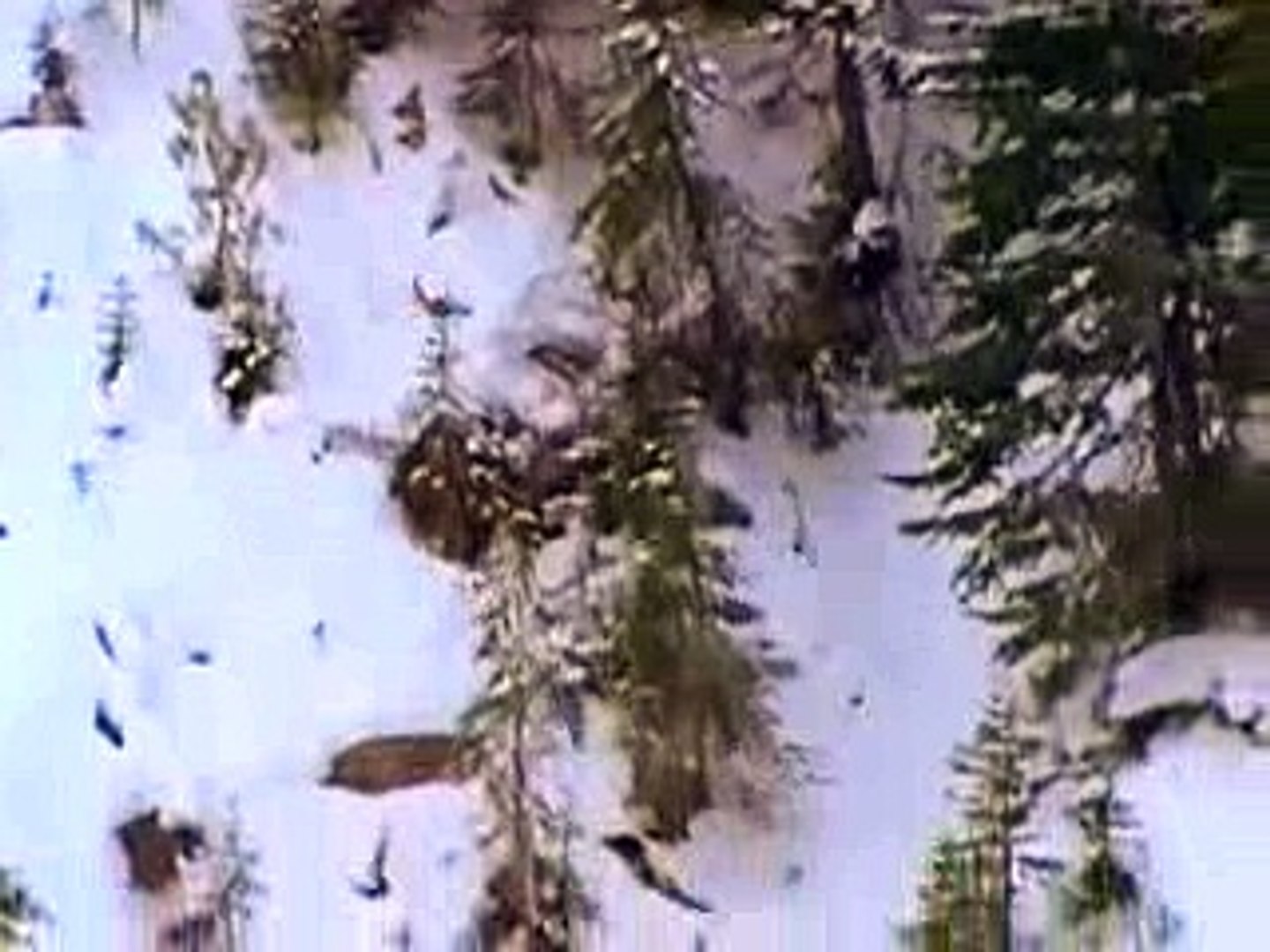 ⁣Animal Planet Yellowstone predator The coyote
