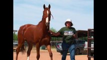 Arizona serves as home to retired race horses