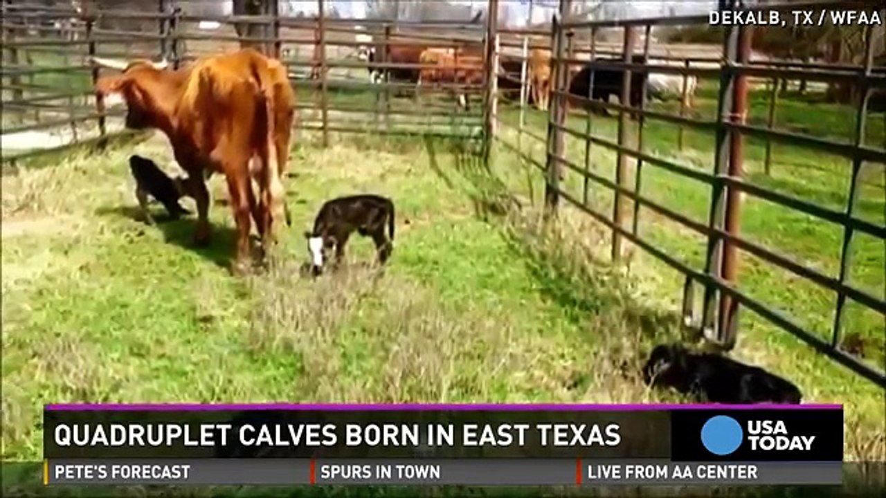 Sa vache tombe enceinte, mais ce qui sort de son ventre laisse le monde entier bouche bée!