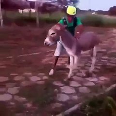 Ne güldüm xD - Komik Videolar - Eşek