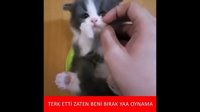 Depresyondaki kedi :) İzlenme Rekoru Kıran Kedilerin Komik Halleri