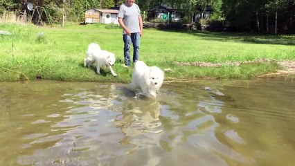 Samoyed baby go swimming