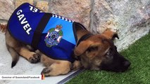 Dog Gets Job In Politics After Being Fired From Police Force