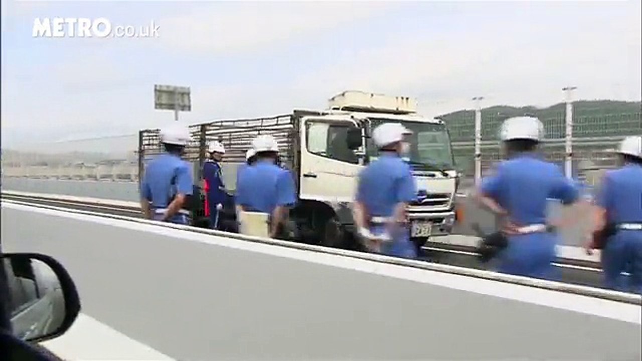 cuộc đào tẩu của những chú lợn