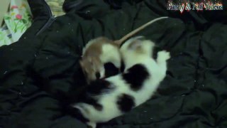 Funny Cats And Rats - Cats Vs Rats - R cking C