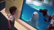 Funny Dolphins Compilation _ Dolphins are one of the smartest animals