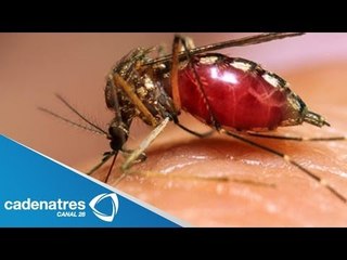 ¿Qué es el dengue? / ¿Cómo prevenir el dengue?