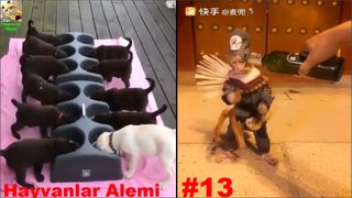 ♥Cute Dogs, Cats And Monkeys Compilation 2017♥ [HD] # - Hayvanlar Alemi