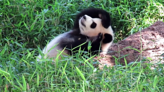 Playing Pandas Baby Panda [Funny Pets]